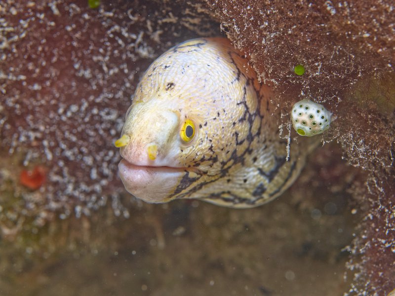 Moray eel, House Reef